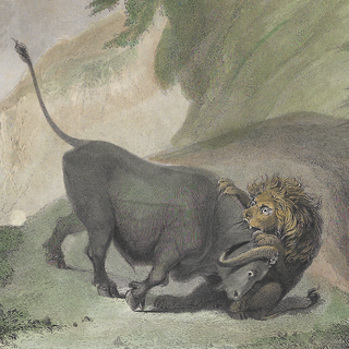 Lion and Buffalo