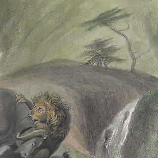 Lion and Buffalo