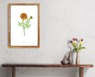 MARIGOLD