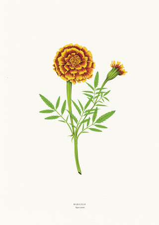 Marigold