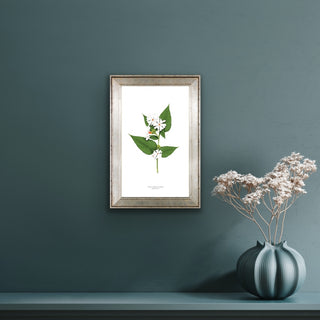 Night-flowering Jasmine