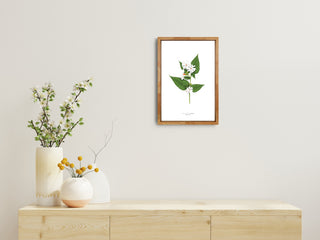 NIGHT-FLOWERING JASMINE