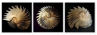 Nautilus (Set of 3)