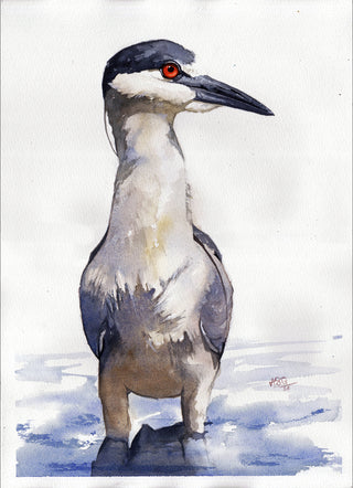 Black-Capped Night Heron