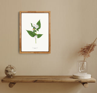 Night-flowering Jasmine