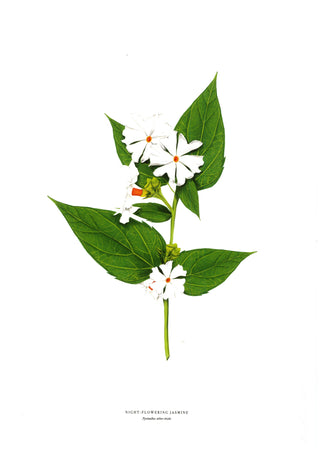 Night-flowering Jasmine