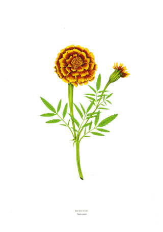 Marigold