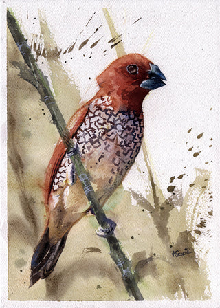 Scaly-Breasted Munia