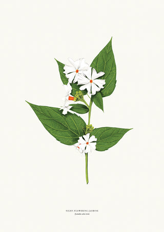 Night-flowering Jasmine