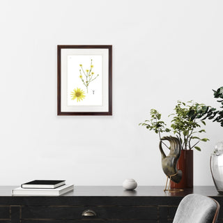 Sonela - Framed