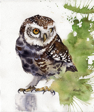 Spotted Owlet