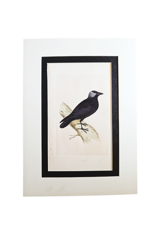 Handcoloured Wood Cut Engraving - Jackdaw