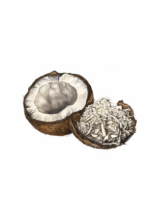 Coconut