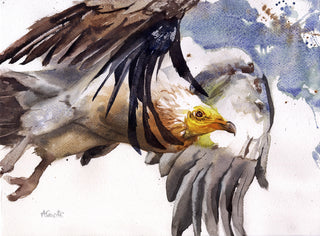 Egyptian Vulture