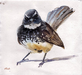 Spot-Breasted Fantail Flycatcher