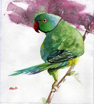 Rose-Ringed Parakeet