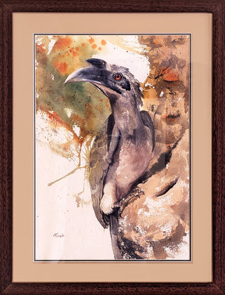 Grey Hornbill - Framed