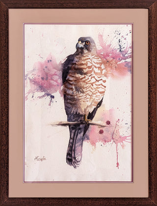 Shikra - Framed