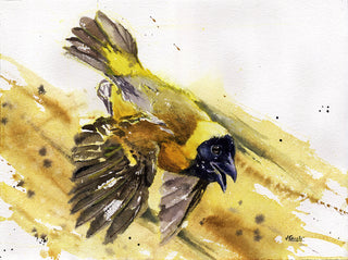 Black-Headed Weaver